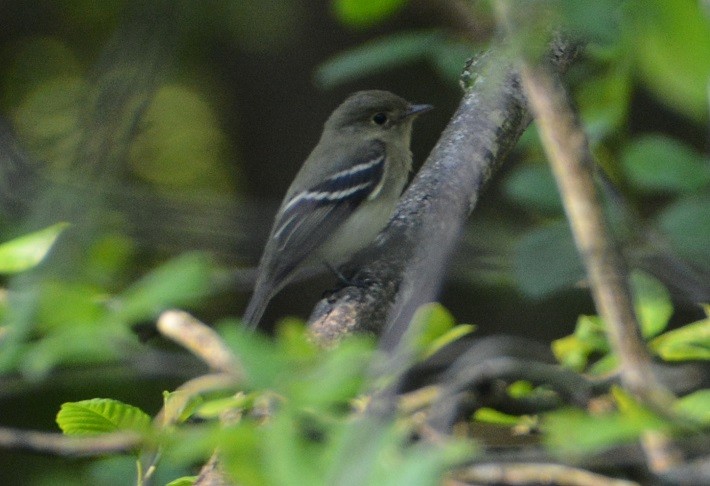 Acadian Flycatcher - ML161410311