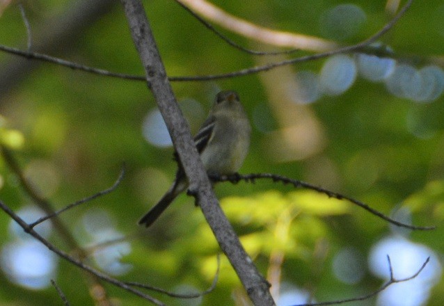 Acadian Flycatcher - ML161410321