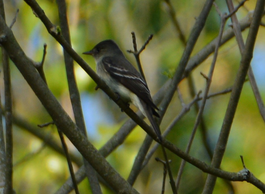 Eastern Wood-Pewee - "Chia" Cory Chiappone ⚡️