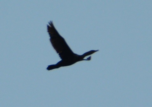 Double-crested Cormorant - ML161410341