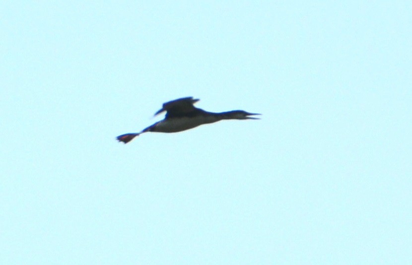 Common Loon - "Chia" Cory Chiappone ⚡️