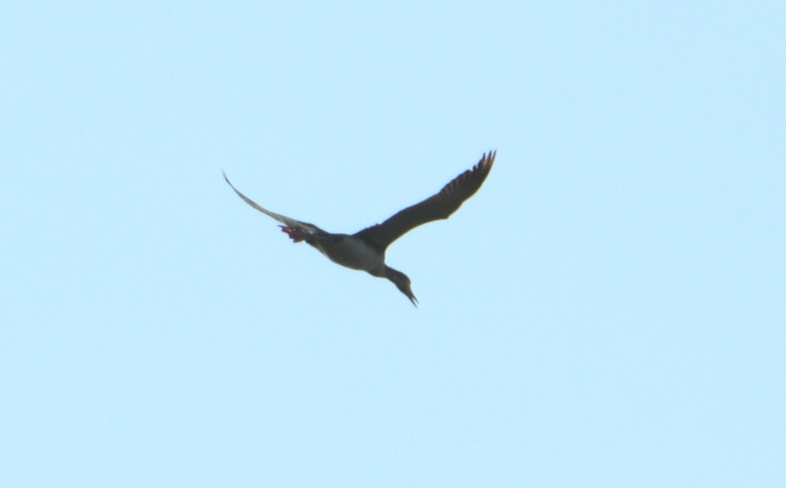 Common Loon - ML161410411