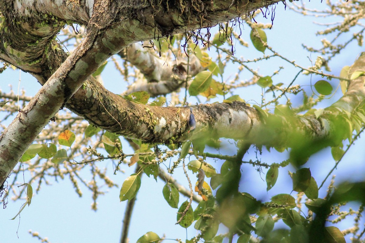 Velvet-fronted Nuthatch - Stefan Hirsch