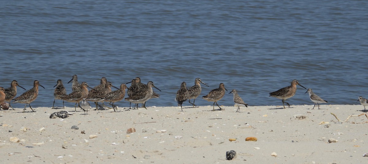 Short-billed Dowitcher - ML161413001