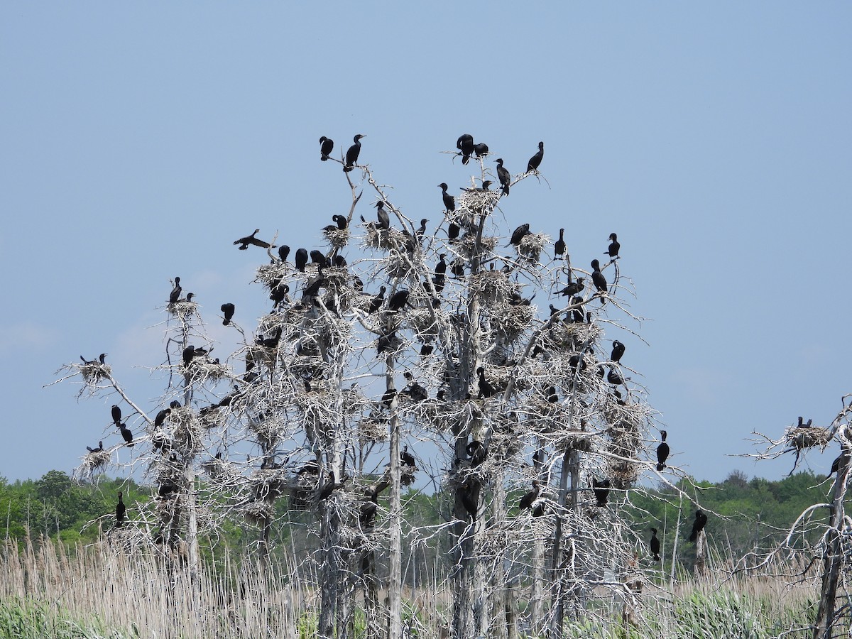 Double-crested Cormorant - ML161413551