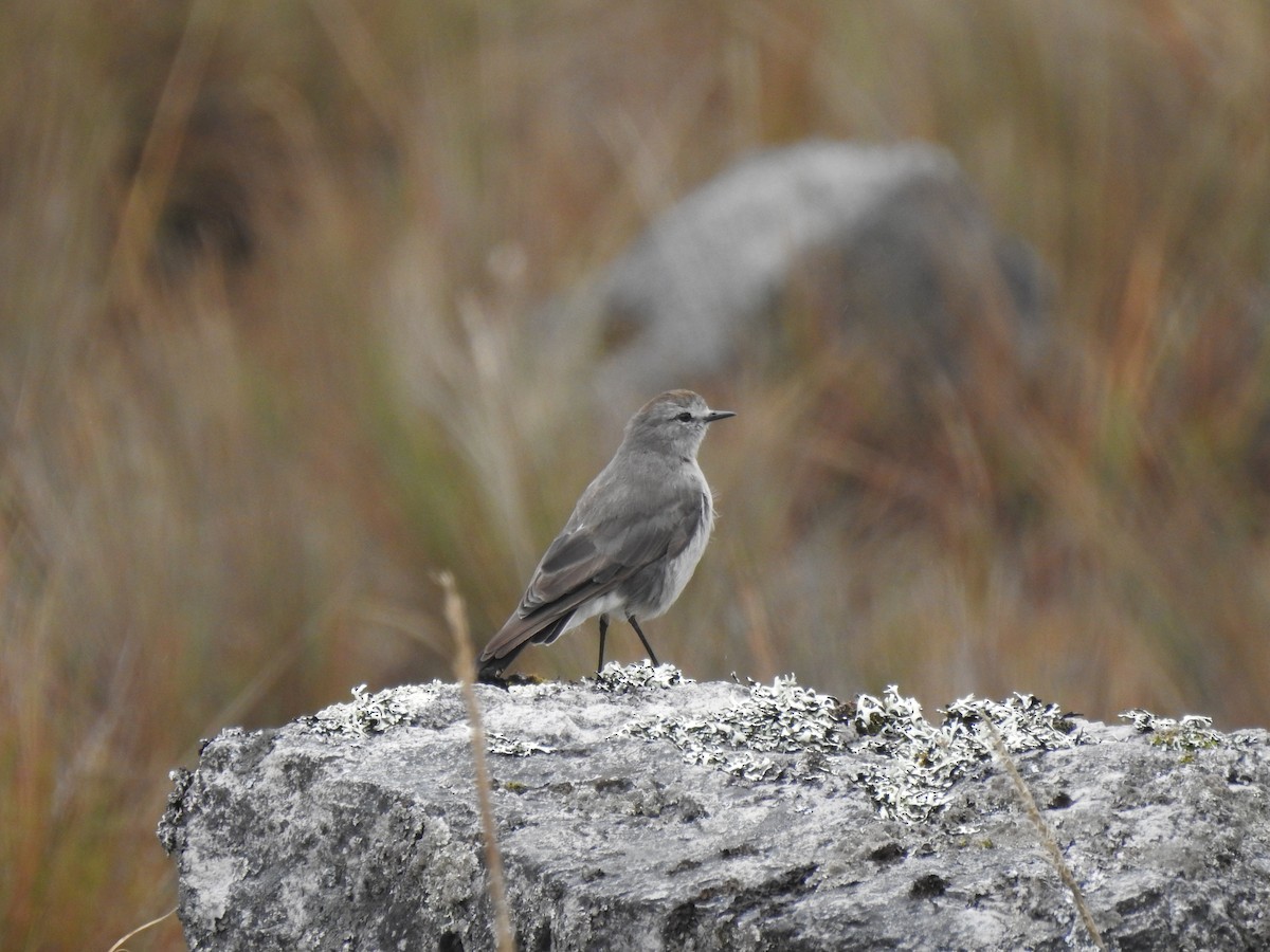 Plain-capped Ground-Tyrant - Milena Cárdenas-Avella