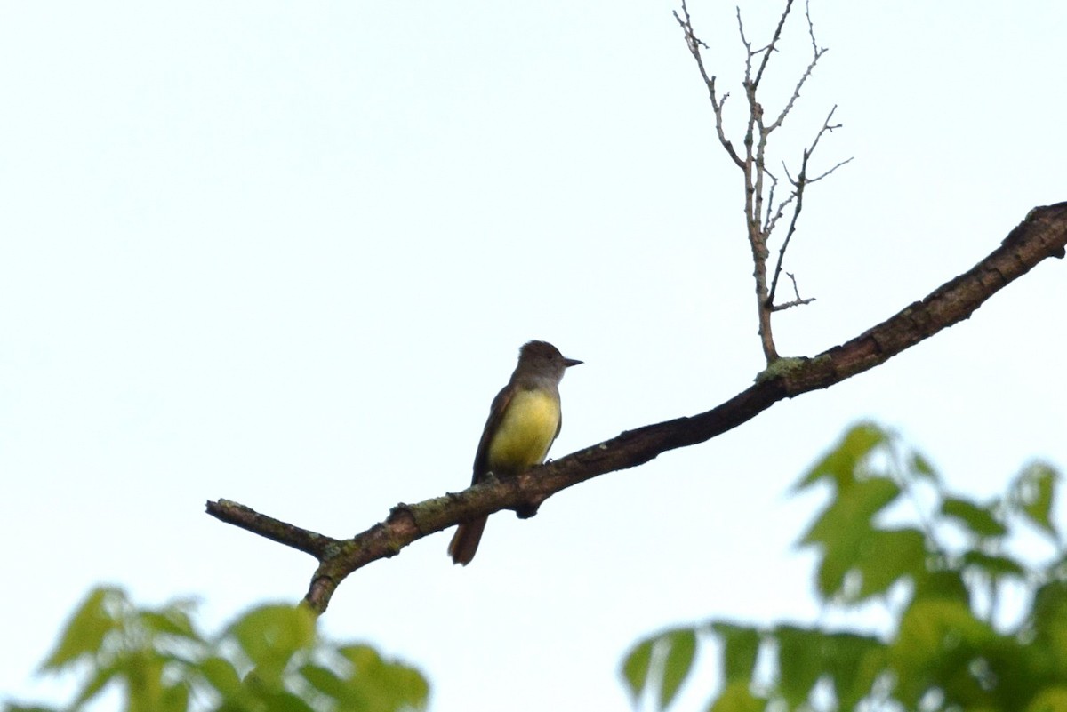 Great Crested Flycatcher - ML161417431