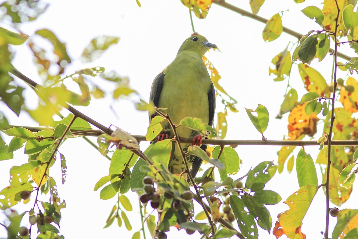 Wedge-tailed Green-Pigeon - ML161418441