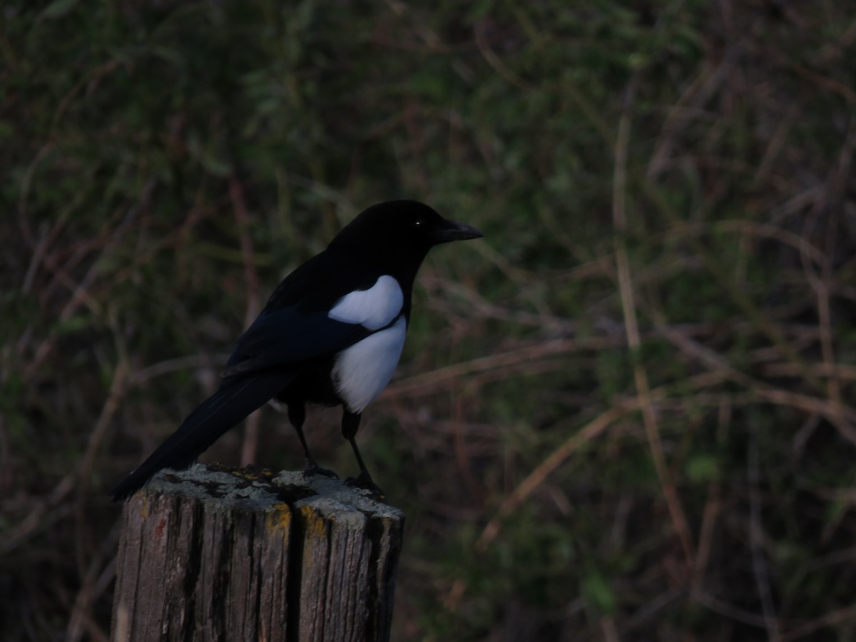 Black-billed Magpie - ML161418571