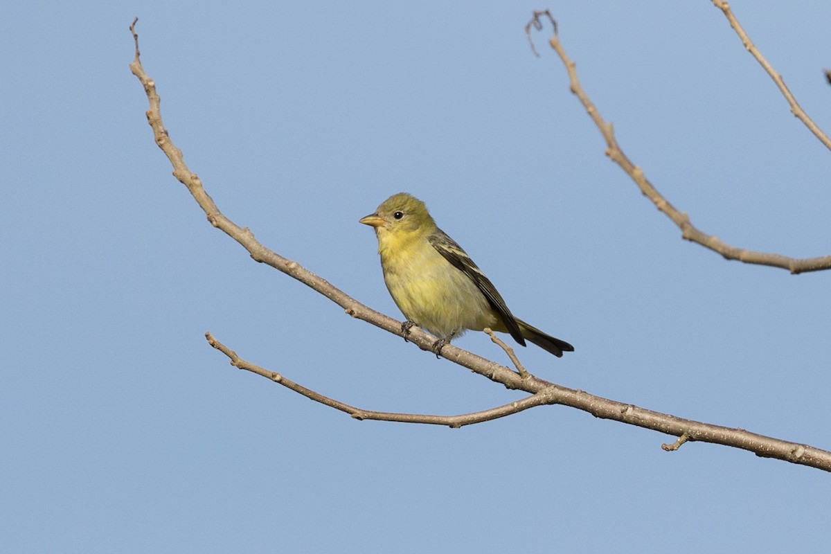 Western Tanager - ML161418761
