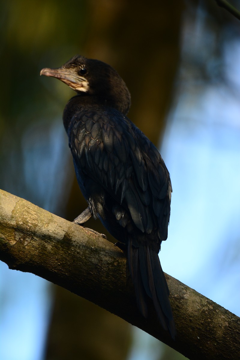 Little Cormorant - ML161420121