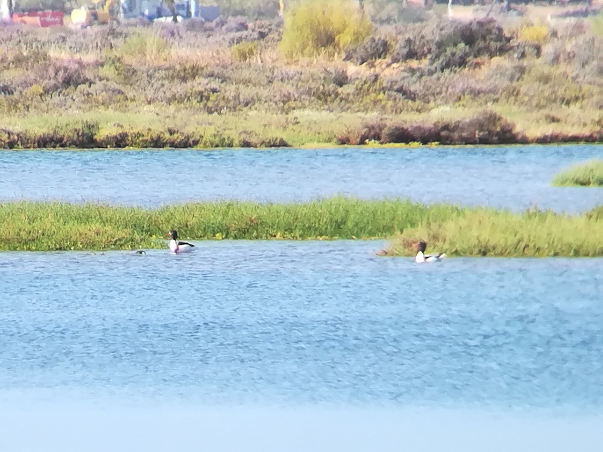 Common Shelduck - Nelson Conceição