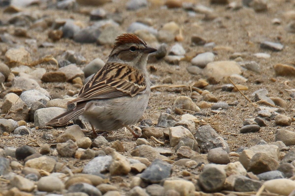 Chipping Sparrow - ML161421681