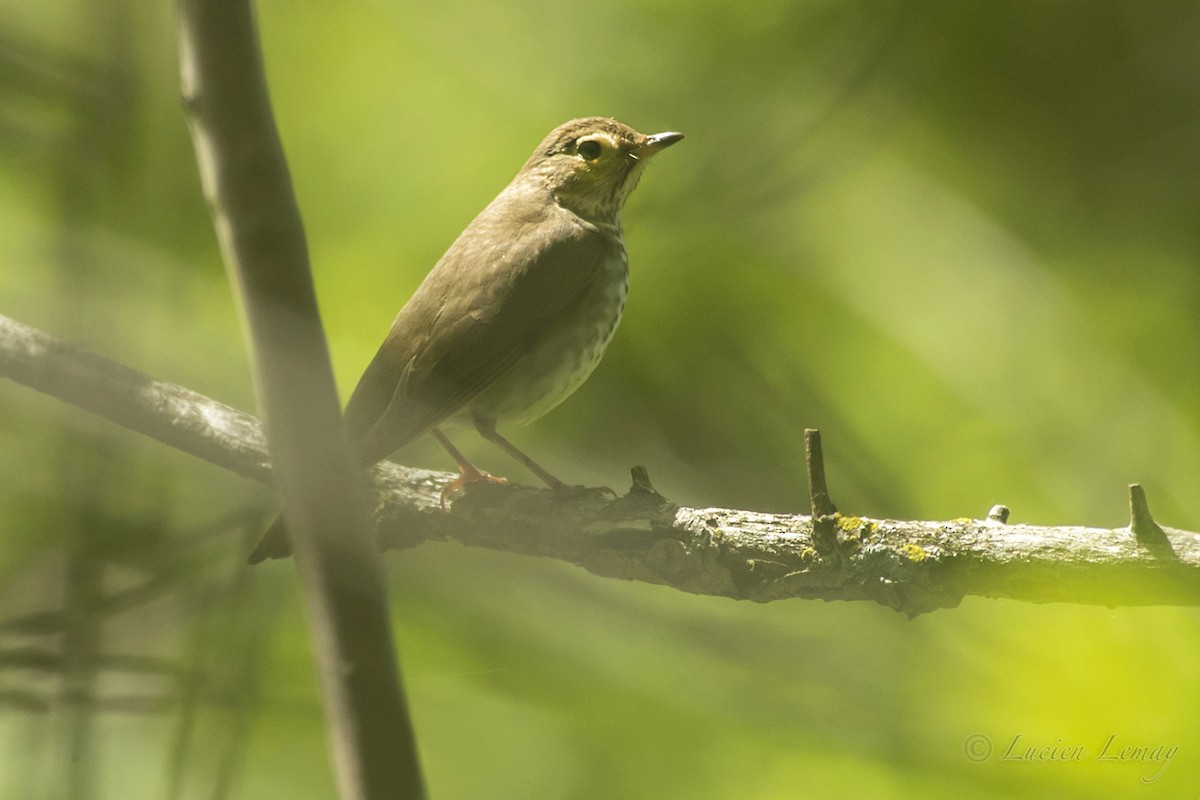 Swainson's Thrush - Lucien Lemay