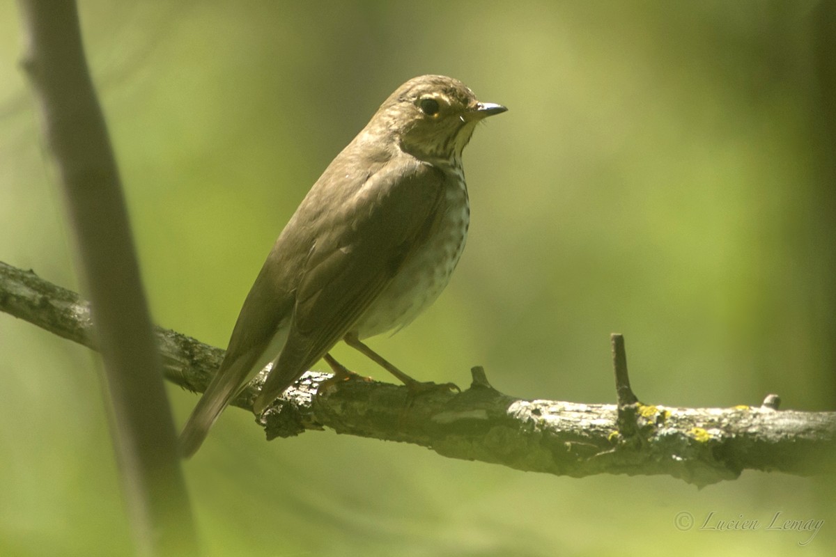 Swainson's Thrush - Lucien Lemay