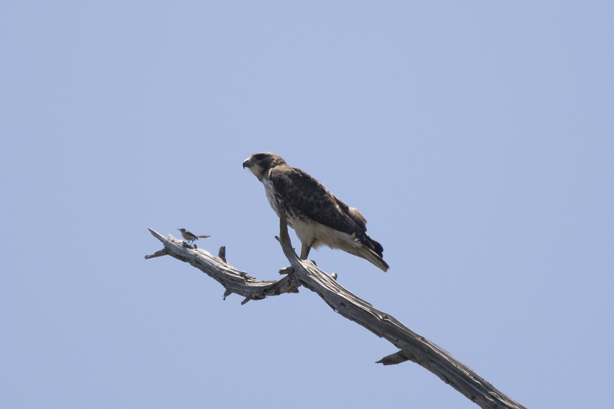 Red-tailed Hawk - ML161425441