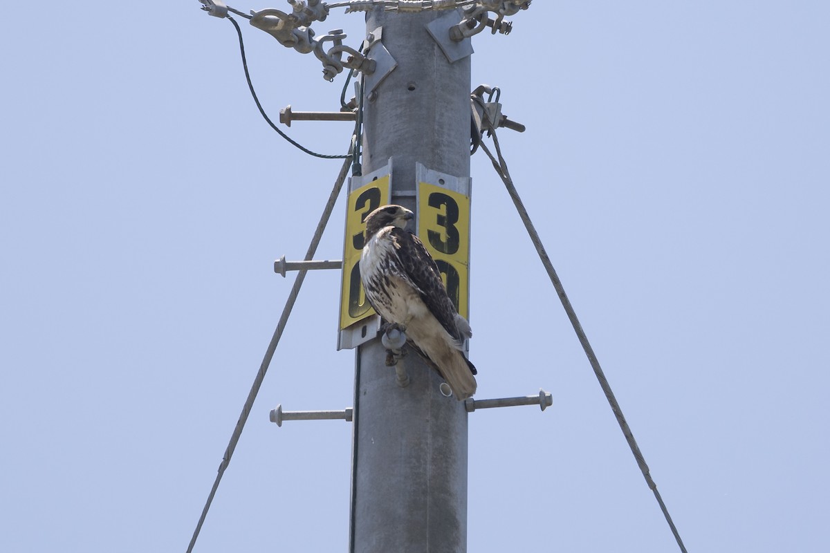 Red-tailed Hawk - ML161425451