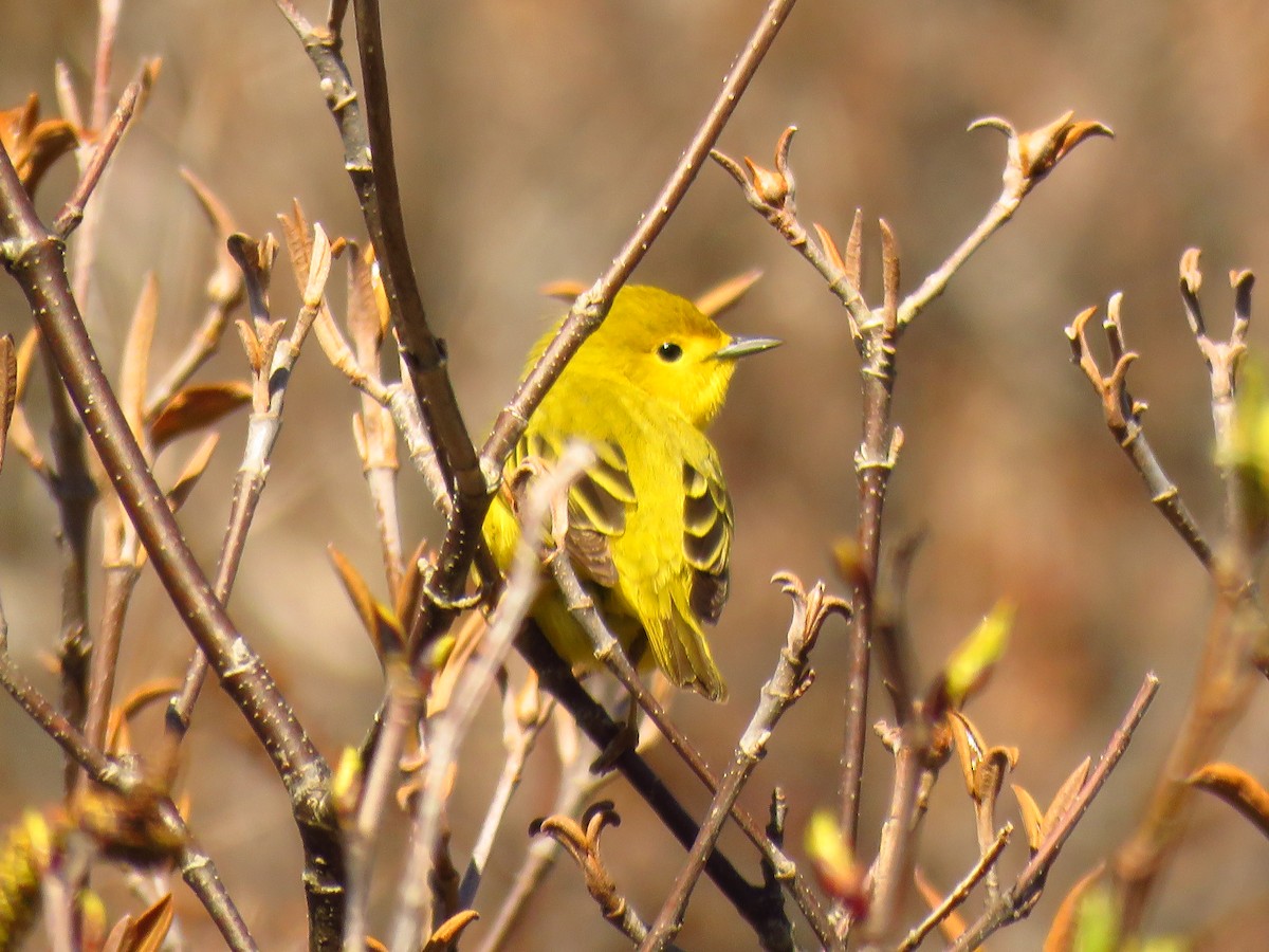 Yellow Warbler - ML161427961