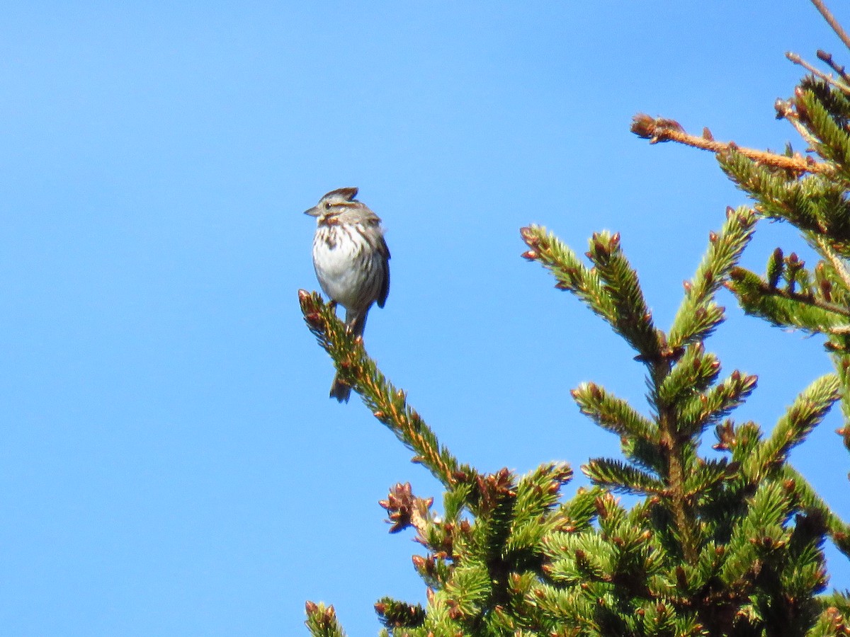 Song Sparrow - ML161428571