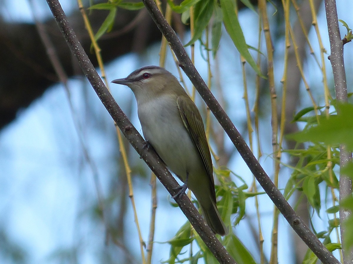 Red-eyed Vireo - ML161428591