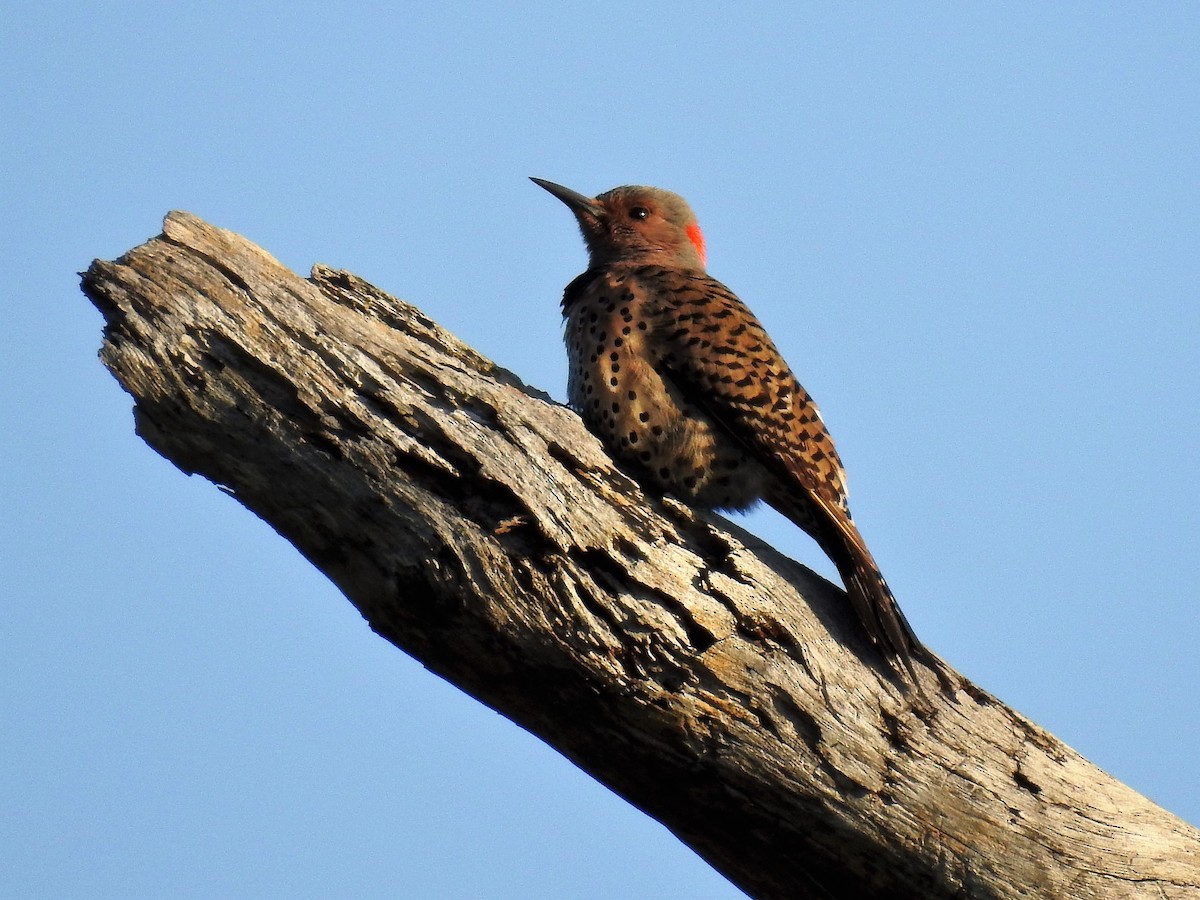 Northern Flicker - ML161428751