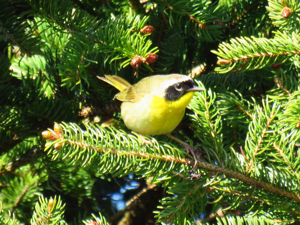 Common Yellowthroat - ML161428861