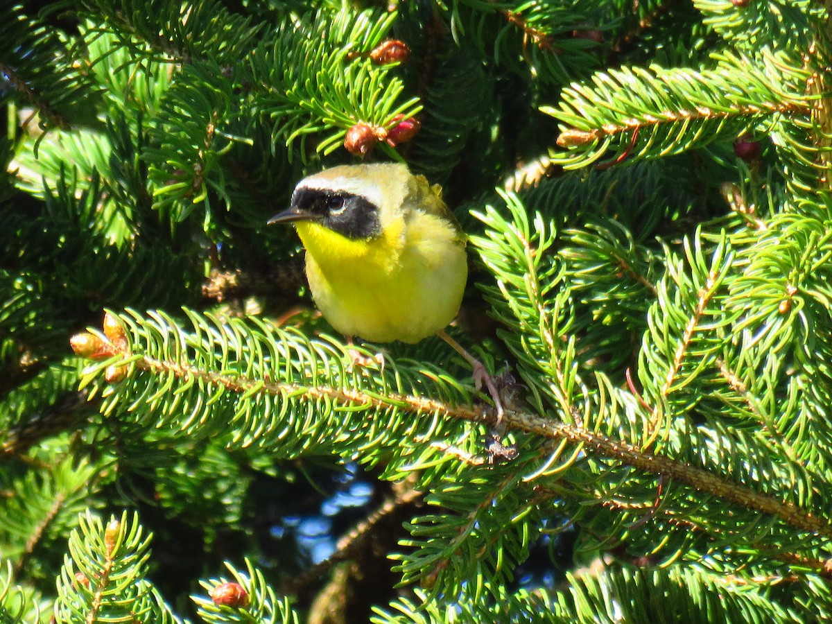 Common Yellowthroat - ML161428871