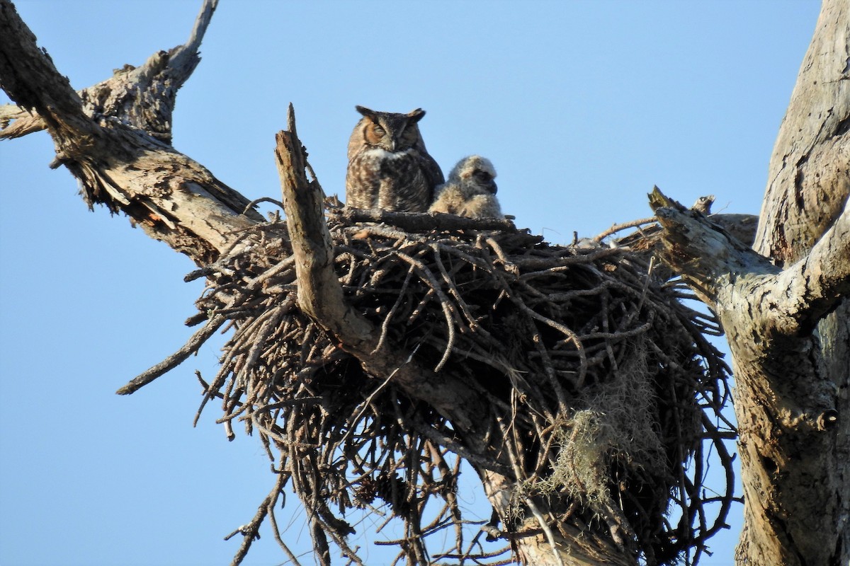 Great Horned Owl - ML161429011