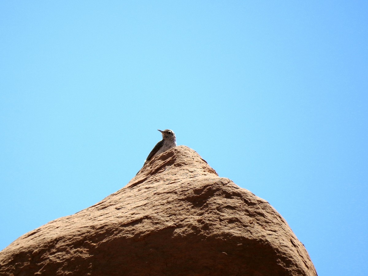 Rock Wren - Bradley Clawson