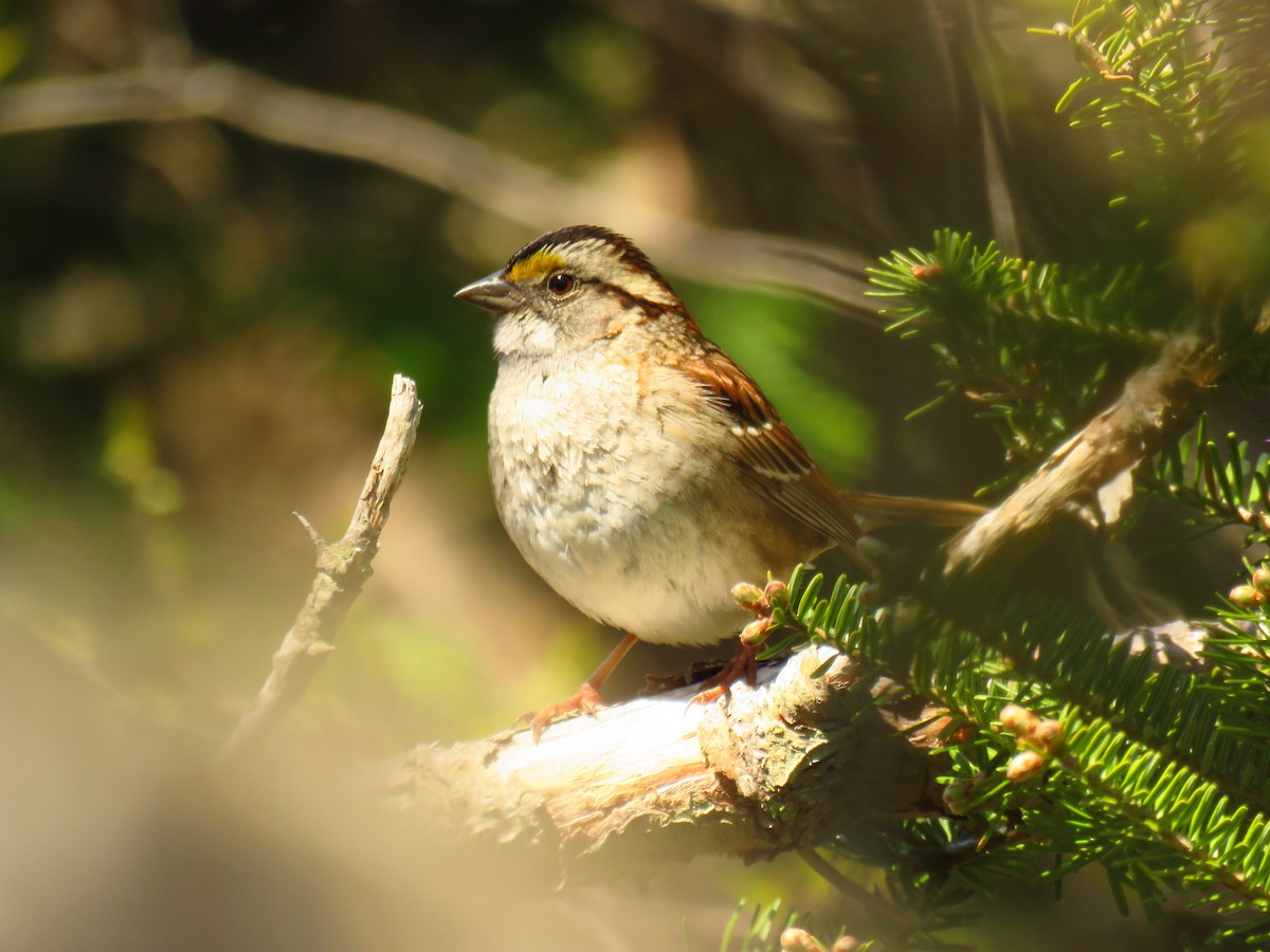 White-throated Sparrow - Andy de Champlain