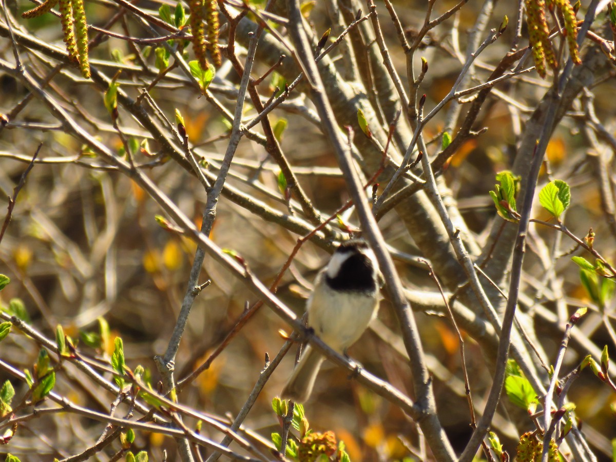 Mésange à tête noire - ML161429751