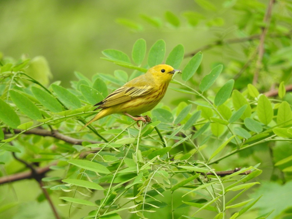 Yellow Warbler - ML161430721