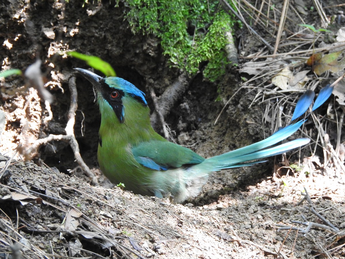 blåkronemotmot - ML161432581