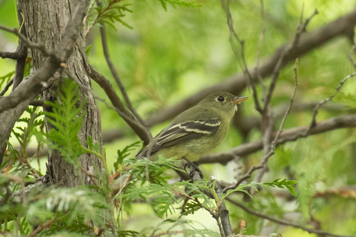 Yellow-bellied Flycatcher - ML161433081