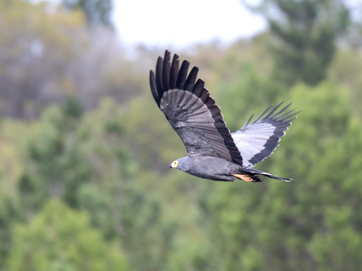 African Harrier-Hawk - ML161433691