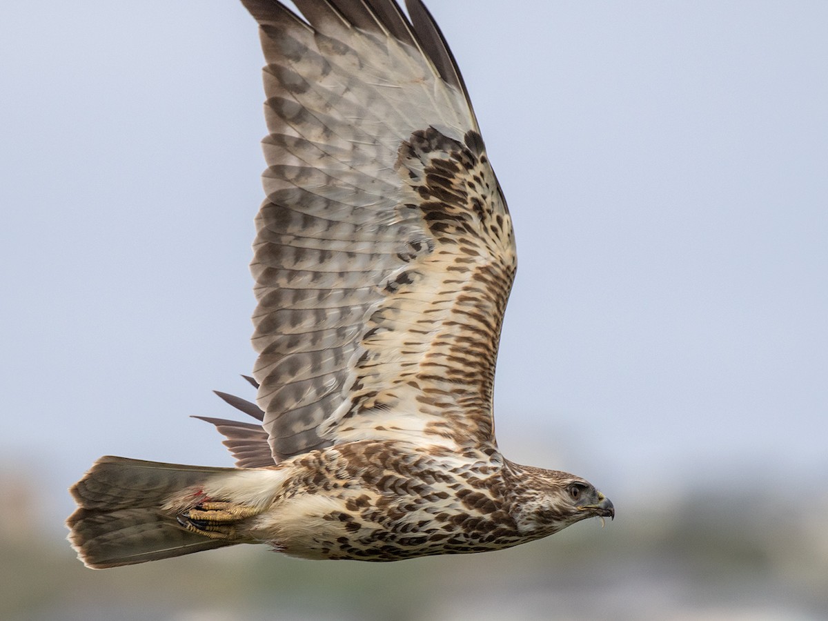 Forest Buzzard - ML161433811