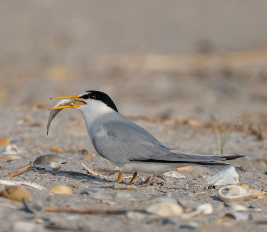 Least Tern - ML161433861