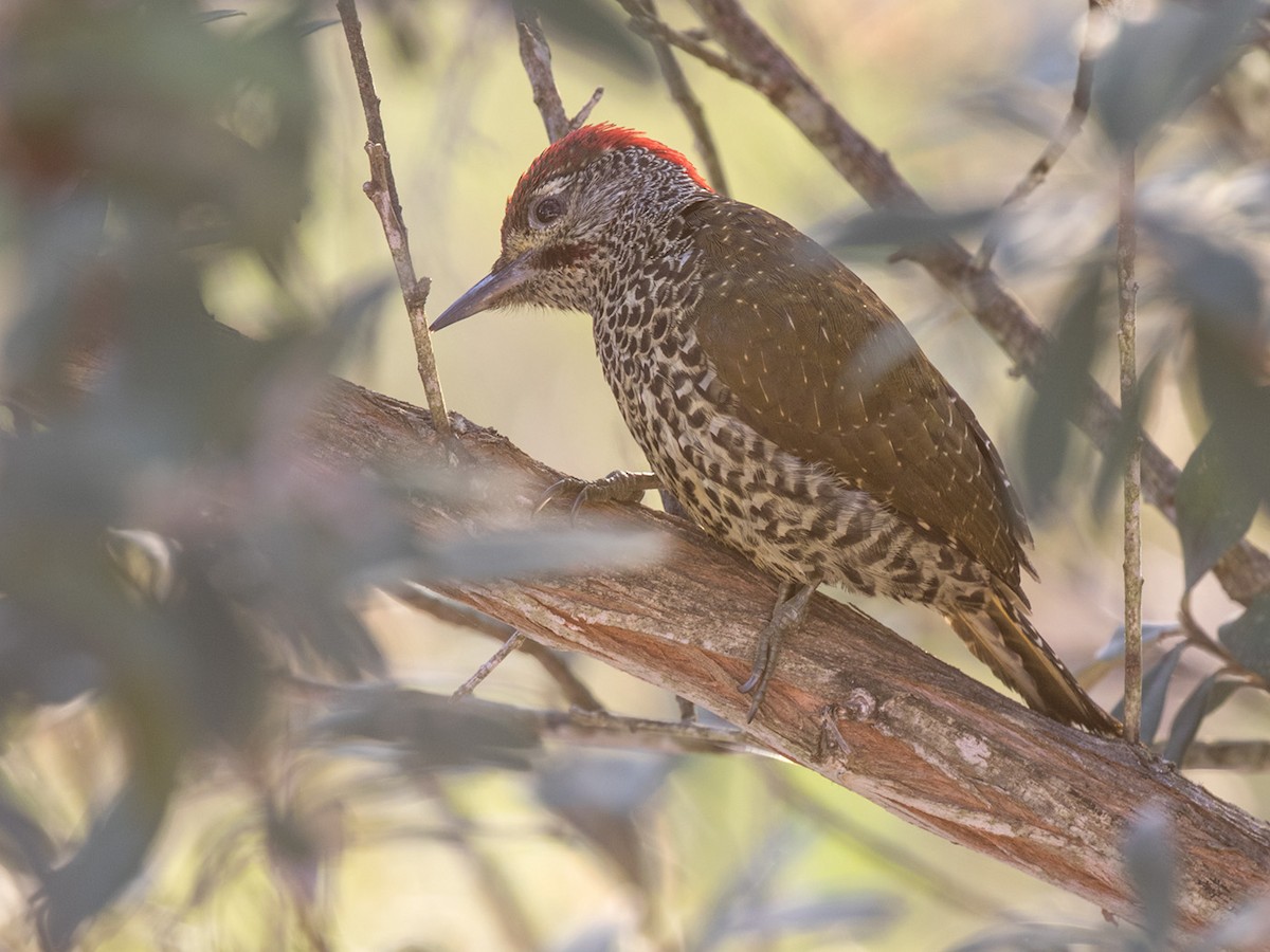 Knysna Woodpecker - Bruce Ward-Smith