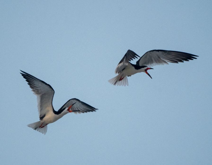 Black Skimmer - ML161434041