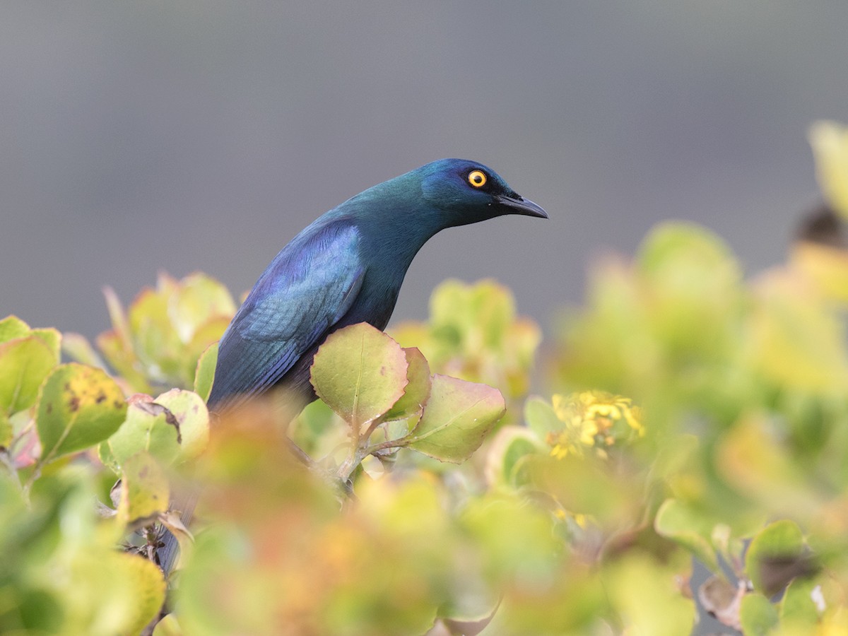 Black-bellied Starling - ML161434071