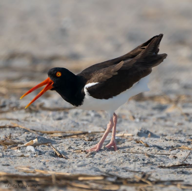 American Oystercatcher - ML161434101