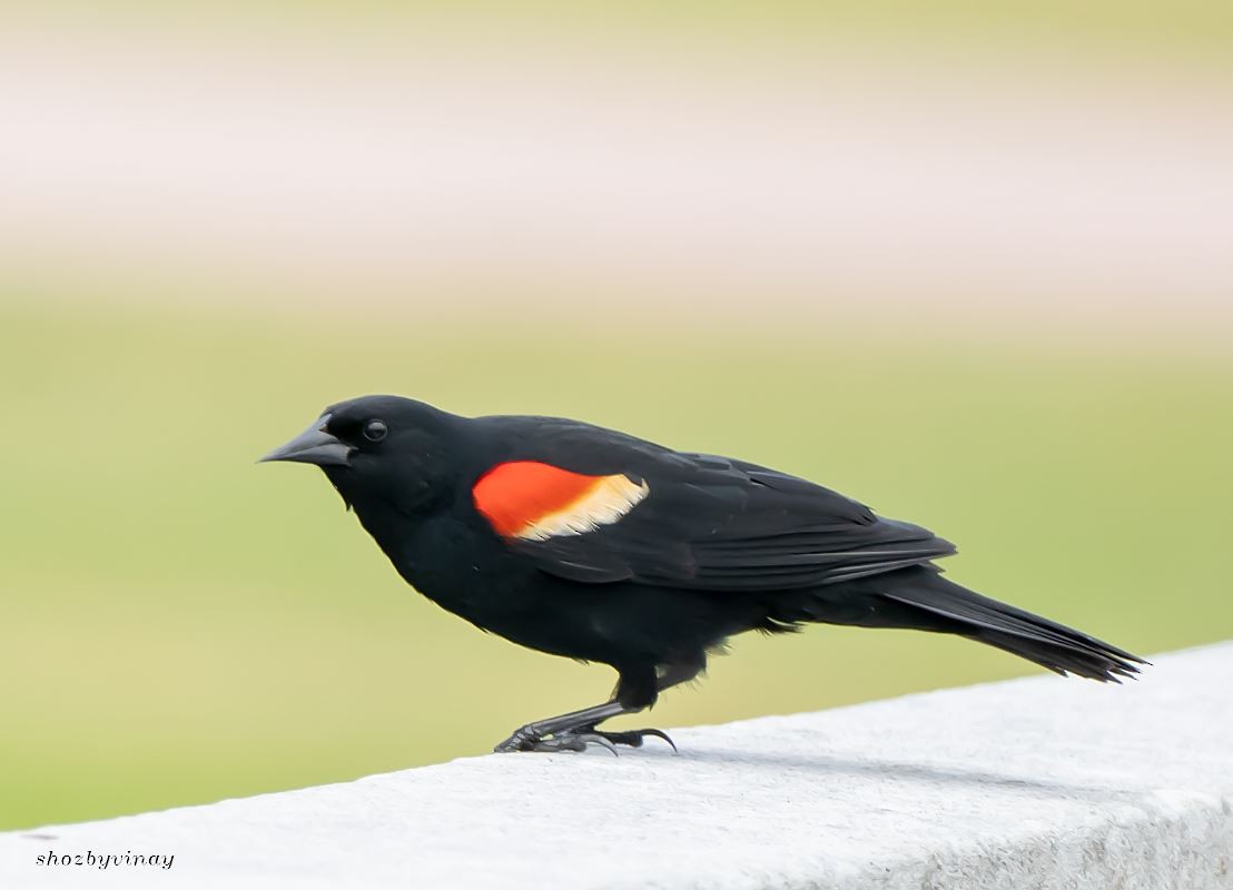 Red-winged Blackbird - ML161434241