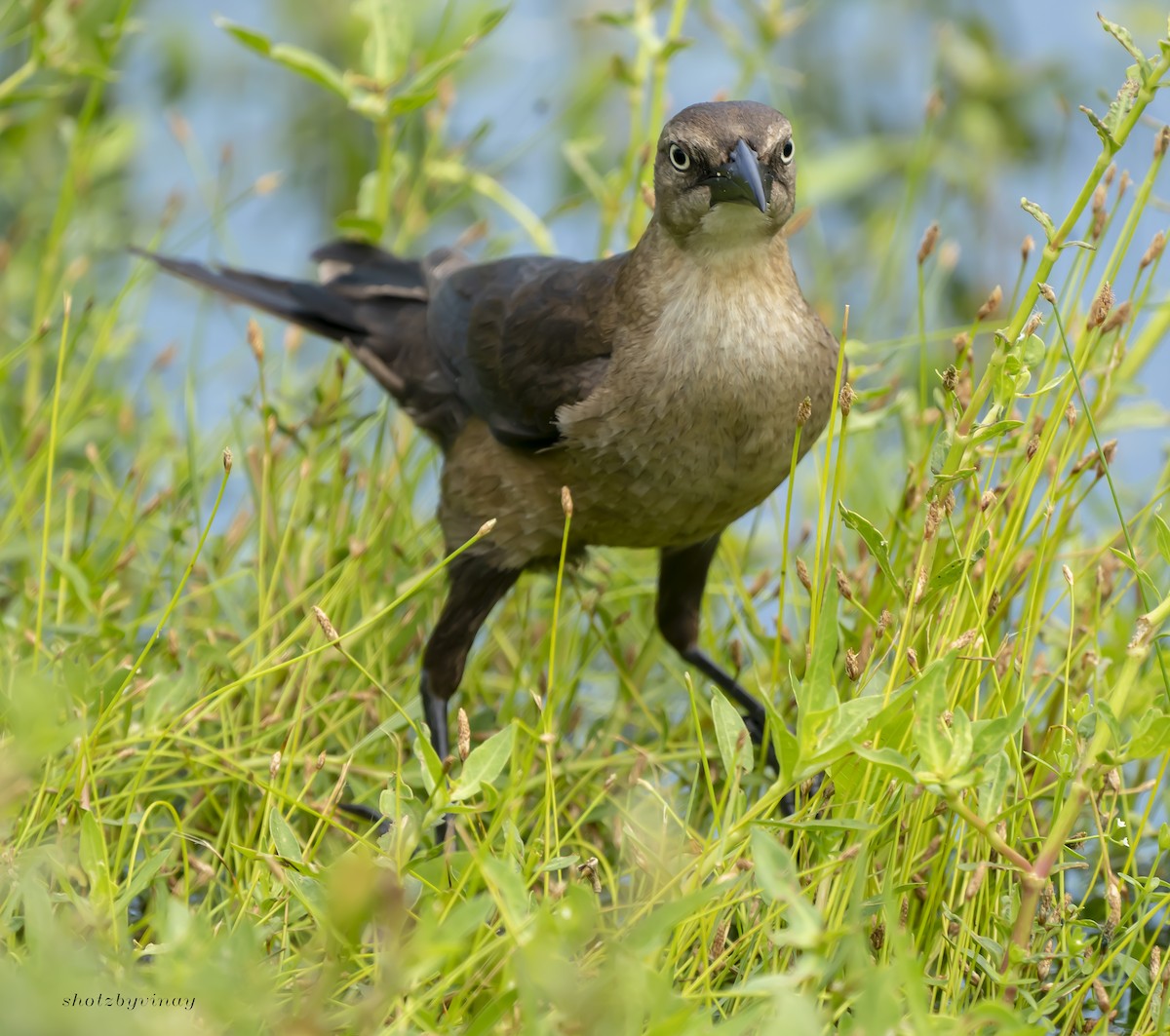 Common Grackle - ML161434301