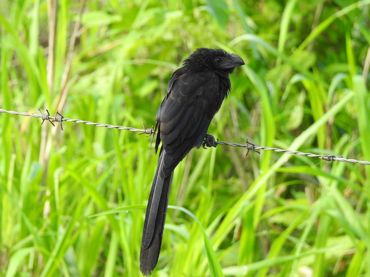 Groove-billed Ani - Luis Gonzalez