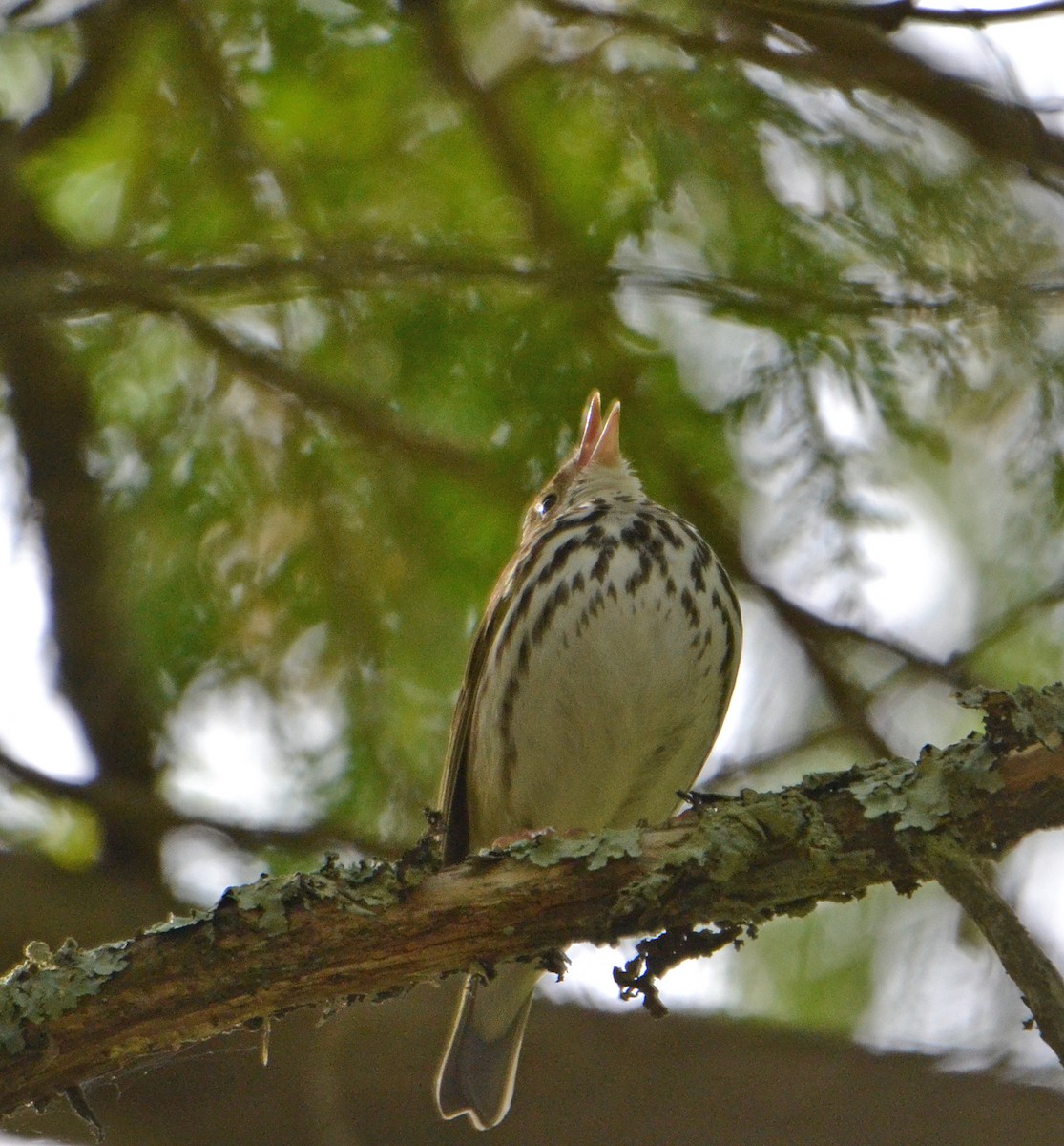 Ovenbird - ML161439751