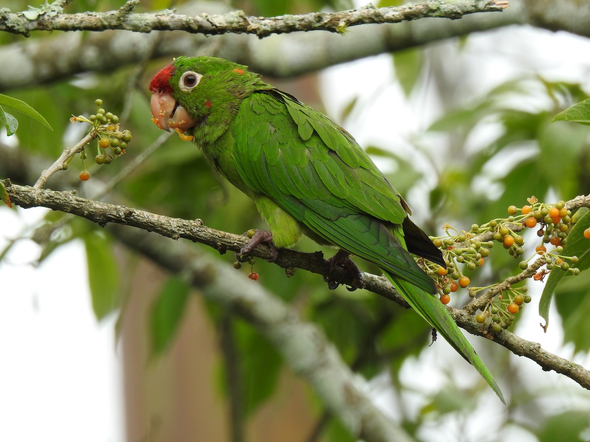 Crimson-fronted Parakeet - John and Milena Beer