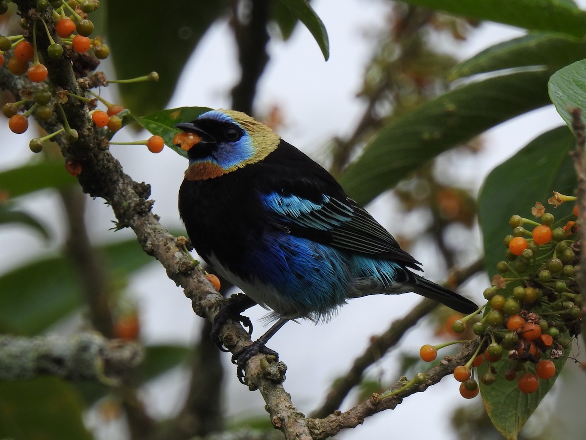 Golden-hooded Tanager - John and Milena Beer