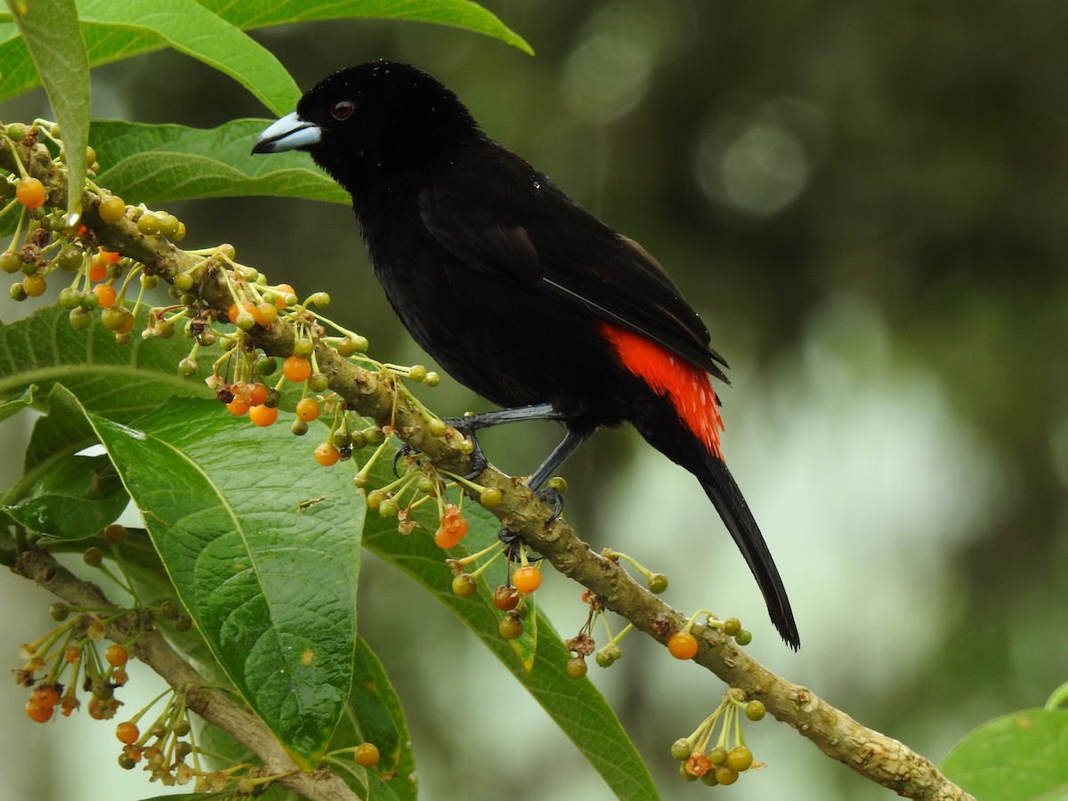 Scarlet-rumped Tanager - John and Milena Beer