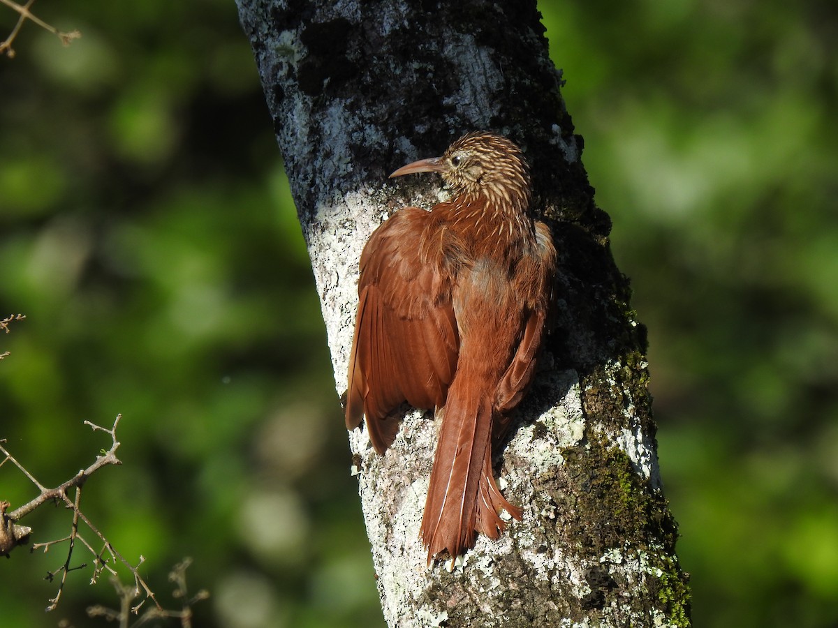 Streak-headed Woodcreeper - John and Milena Beer