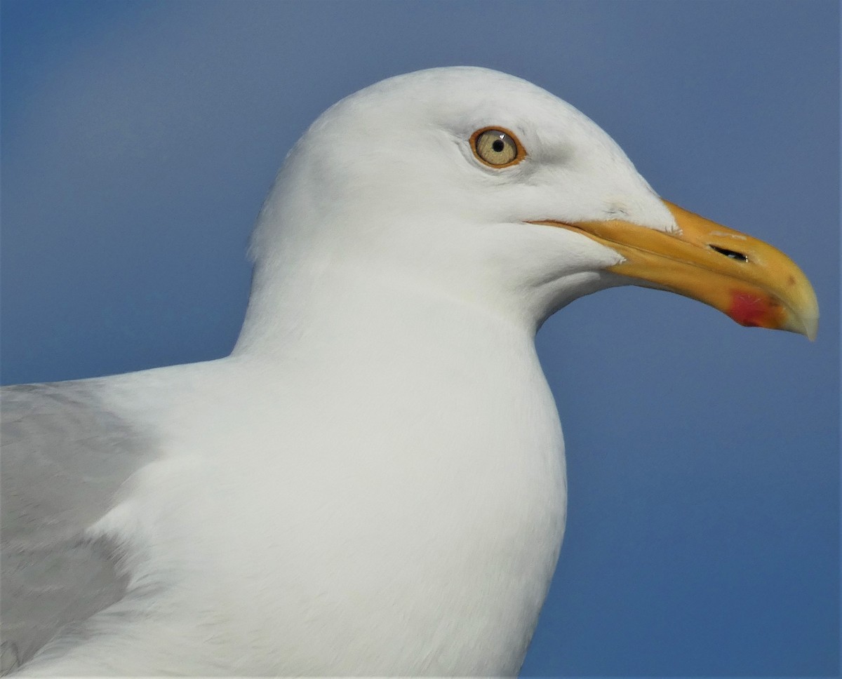American Herring Gull - ML161442771